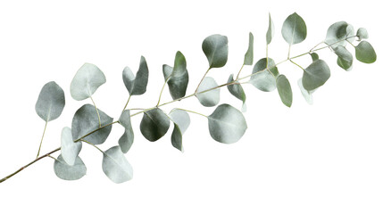 Eucalyptus branch with silver dollar leaves on transparent background