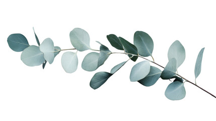 Eucalyptus branch with round leaves on transparent background
