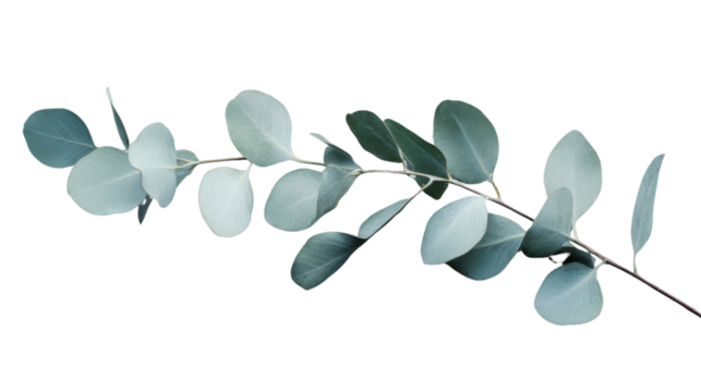 Eucalyptus branch with round leaves on transparent background