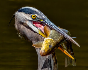 A Great Blue heron with a large Bullnose Sucker fish in it's beak.