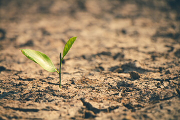 Deep cracks in the earth surround a fragile tree sapling, emphasizing the urgency of water scarcity..