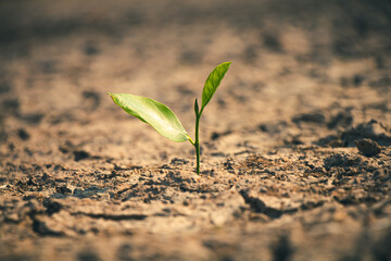 Deep cracks in the earth surround a fragile tree sapling, emphasizing the urgency of water scarcity..