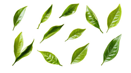 Naklejka premium Fresh green tea leaves falling on transparent background