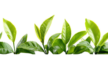 Obraz premium Fresh green tea leaves isolated on transparent background