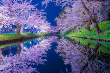 弘前公園の美しい夜桜