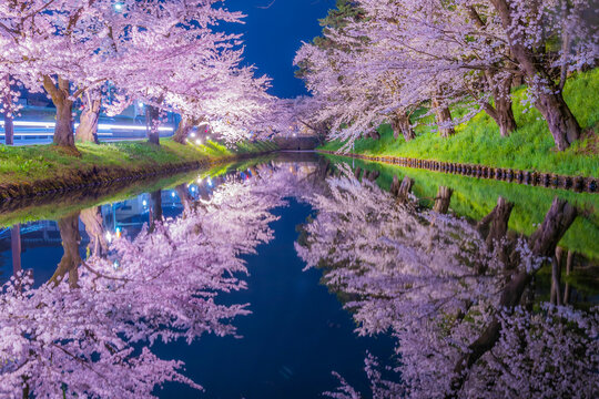 弘前公園の美しい夜桜