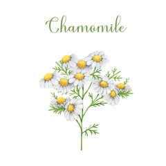 Chamomile herb stem with flowers and leaves watercolor illustration element. Painted Matricaria chamomilla medicinal organic natural plant on white background. Vintage style chamomile illustration