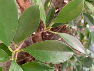 olive tree branch