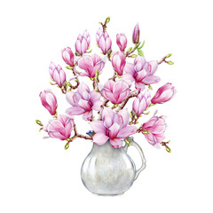 Pink magnolia flowers in vase watercolor illustration. Hand drawn vintage style spring season blooming magnolia blossoms decoration. Springtime tender flowers in the jar on white background