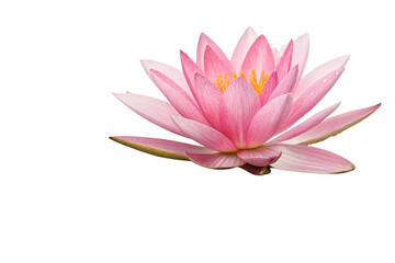 Blossom of Tranquility: The Delicate Pink Water Lily