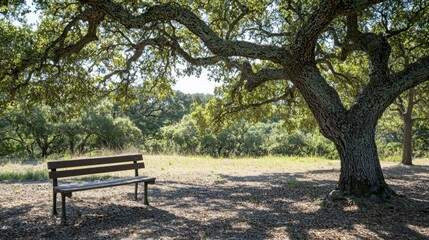 Serene Park Bench Under a Majestic Tree Surrounded by Nature