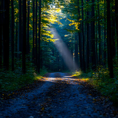 Fototapeta premium Sunlit Path Through Autumn Forest