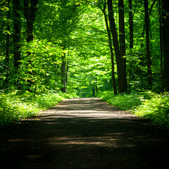 Obraz premium Sunlit Path Through Lush Green Forest