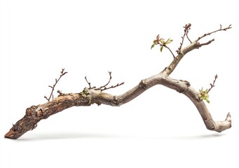 Fototapeta premium In the center of an empty white background, there is a dead branch with leaves on it. The branch stands upright and has two branches that curve upwards from its main body.