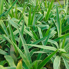 Obraz premium close up of green grass