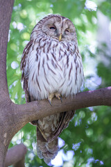 Obraz premium モリフクロウ