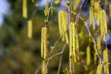 
young birch branches with new pollen.