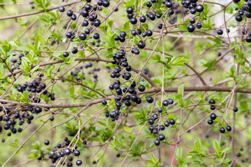 
a bush with dark berries that could be blackcurrants, blueberries, or some other type of berry.