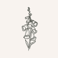 Hand drawn foxglove branch illustration © Maria