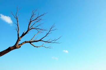 Obraz premium A bare tree branch against a clear blue sky with some light clouds, tree, bare, landscape