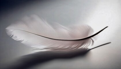 white feather on black background