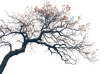 Fototapeta premium a white tree isolated on a white background.