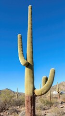 Ancient saguaro withering under endless blue Arizona sky, nature, landscape