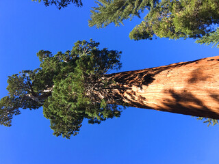 Giant Sequoia, CA 2015