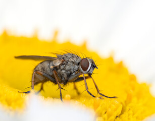 STK P7250314 tiger fly, Coenosia tigrina, on daisy, cECP 2024