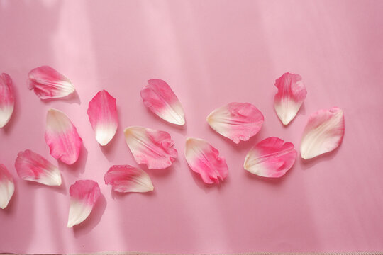 Pink tulip petals composition on pink background. Spring floral background for design. pink and white gradation petals.