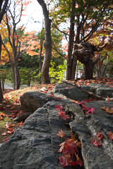 札幌市厚別区にある紅葉のもみじのトンネルが有名な平岡樹芸センター