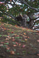 札幌市厚別区にある紅葉のもみじのトンネルが有名な平岡樹芸センター