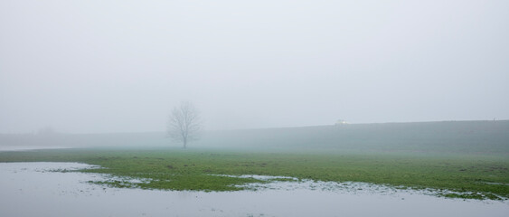 misty floodplanes of river rhine in the netherlands with water, trees and grass