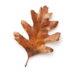 Fototapeta premium Autumn oak leaf isolated on white background. Clipping path included