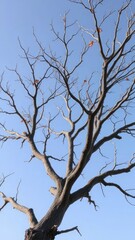 Naklejka premium Dead tree's bare branches stretch towards sky, withered leaves, sticks