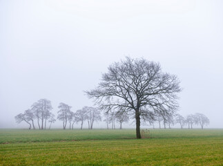 green grassy meadow and silhouettes of trees in morning mist