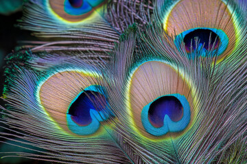 Obraz premium Close-up of vibrant peacock feathers with intricate patterns and iridescent colors creating a mesmerizing natural texture