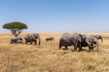 Fototapeta premium A herd of elephants walking together in the Serengeti, Africa. Safari tour drive through the wild life of Tanzania, Kenya with a native tree behind them. 