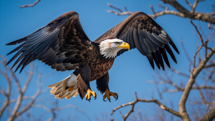 Obraz premium Bald eagle in mid flight with wings wide open and focused gaze
