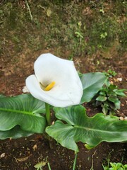 a calla lily flower