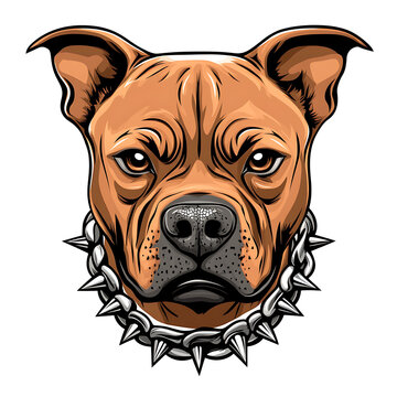 Vector illustration of a head of a spiteful pit bull, on a white background.