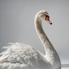 Fototapeta premium An elegant swan with pristine white feathers, gracefully posing on a white background.