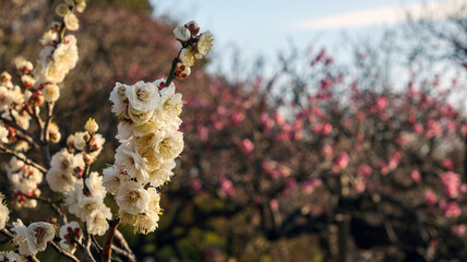 紅白の梅の花