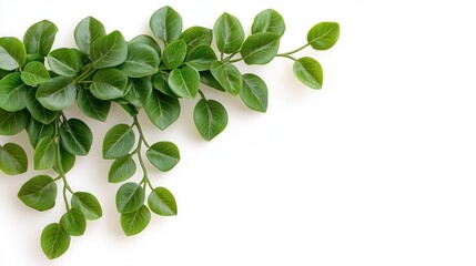 Obraz premium Lush green succulent plant with cascading leaves on a clean white background