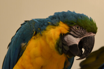 Den Helder, Netrherlands. January 20, 2025. The multicolored plumage of a parrot.