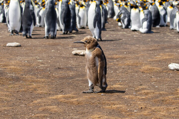 A King Penguins chick (Aptenodytes patagonicus) that is very ill.	