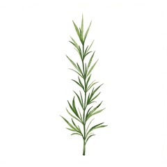 Fototapeta premium Watercolor Rosemary Sprig Illustration Botanical Art