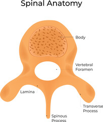 Spinal Anatomy Science Design Vector Illustration Diagram