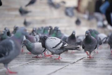 Pigeons gather on the wet pavement in a crowded urban area