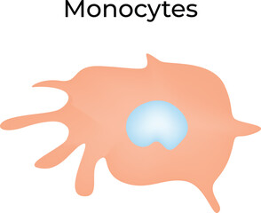 Monocyte Science Design Vector Illustration Diagram